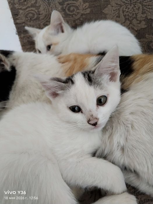 Котята в добрые руки
