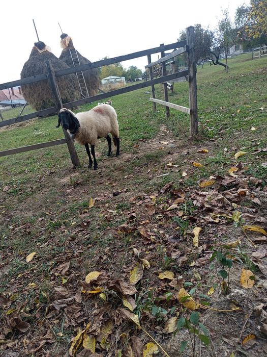 De vânzare cârlană