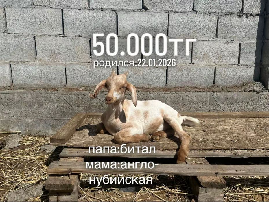 продам молодых козликов