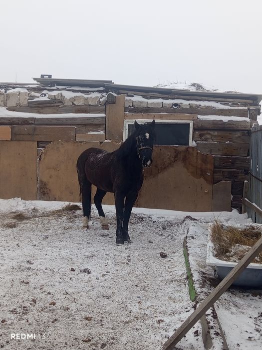 Продам коня ездовой кастрат