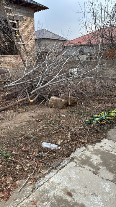 Ағаш шымкент қаласы