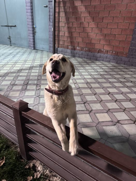 СРОЧНО! Лабрадор ретривер 9 мес. (Пират)