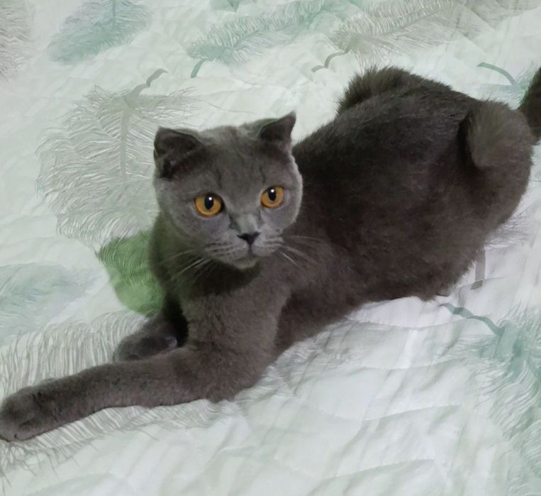 SOTILADI - QIZ mushuk Scottish fold 
SCOTTISH FOLD
Chiroyli, sog‘lom v