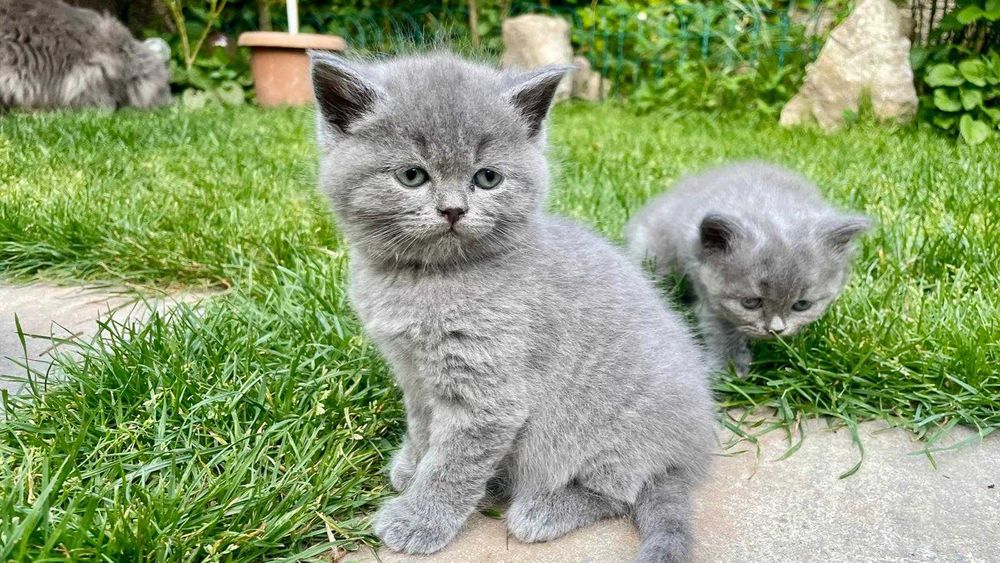 Pui de British longhair