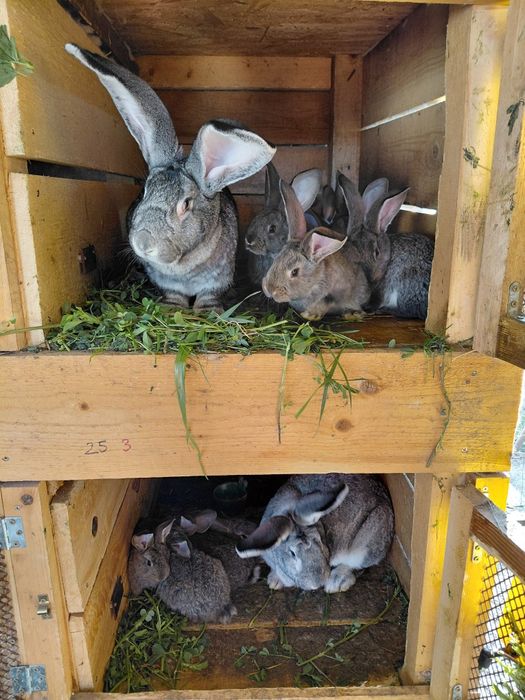 Iepuri Uriaș German -0771073798-