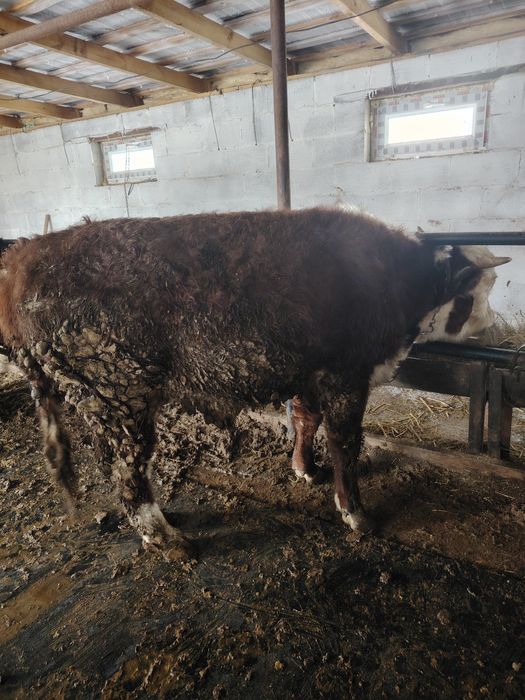 Продаётся бык белоголовый