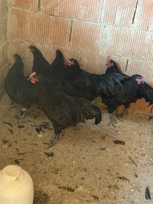 Cocoși australorp