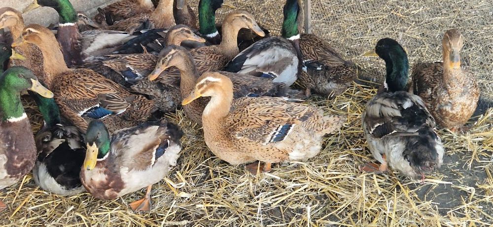 Oua rate rouen expozitie