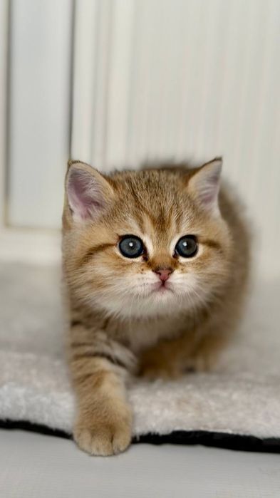 Британские короткошерстные котята ищут дом