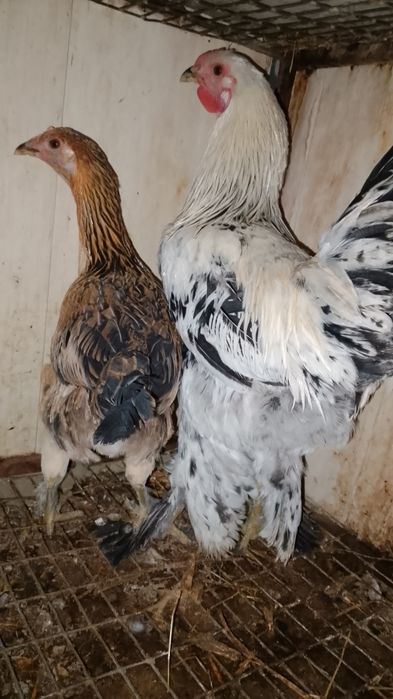 Xuruz tovuq tuxumga tayyor