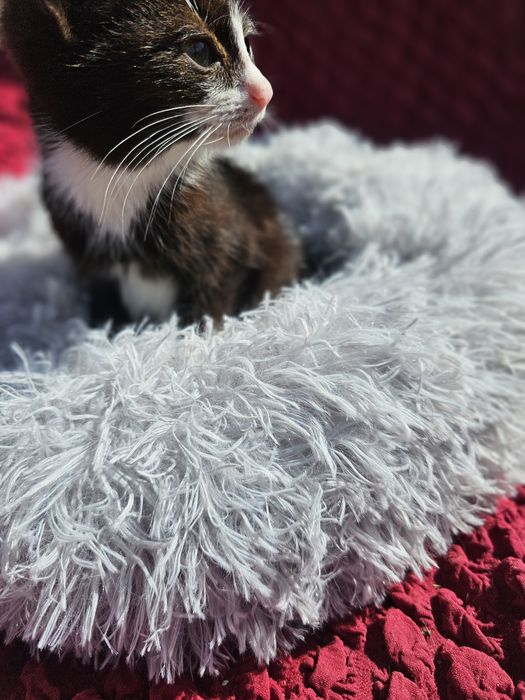 Котёнок мальчик.