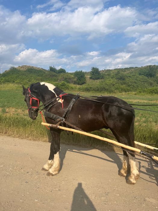 Vand armasar cal tarcat Barokpinto din tata frizian si mama pinto
