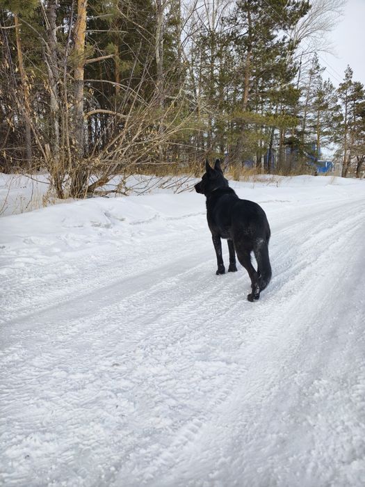 Кабель немецкой овчарки.