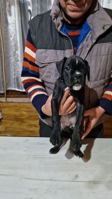 Продават се Немски Боксер