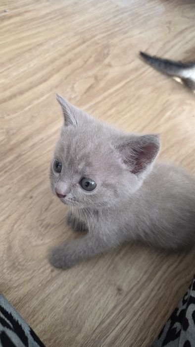 Котята ,в добрые  руки