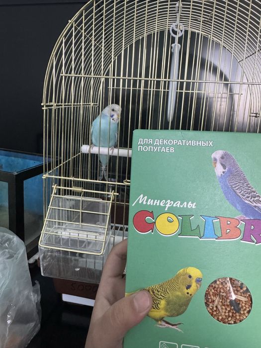 Продам попугаайй