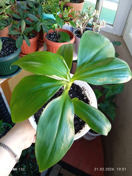 Продам комнатные растения