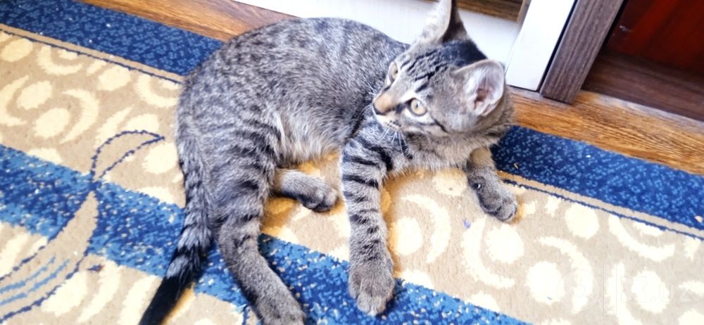 Котёнок в добрые руки бесплатно