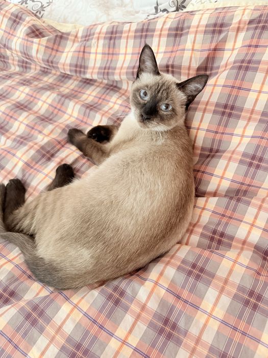 Котенок сиамки и сибиряка