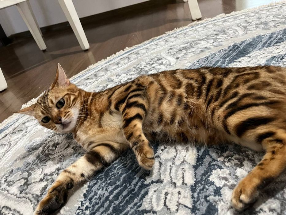 Бенгальская кошка