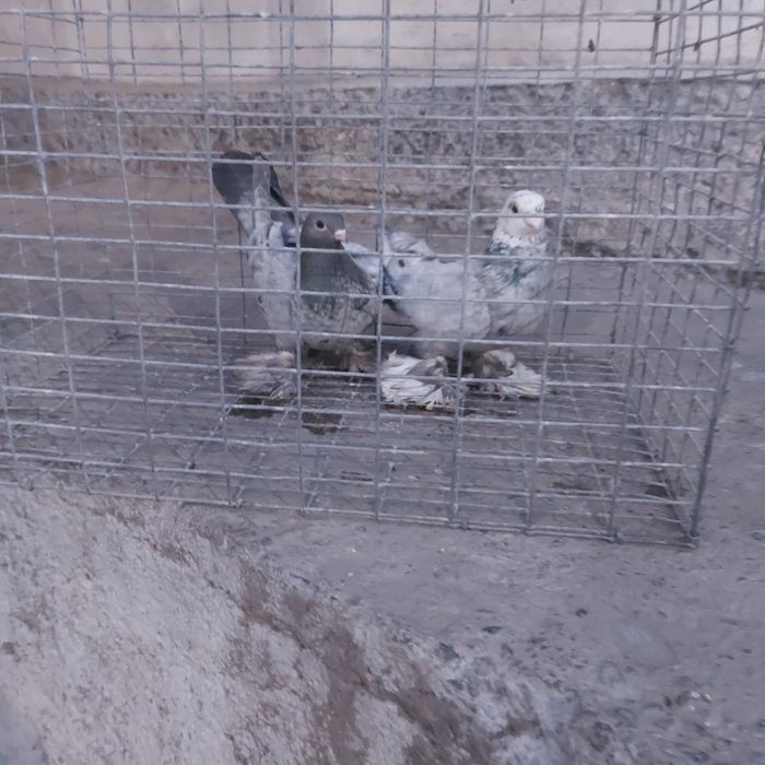 Челкар самец самка лет с игрой