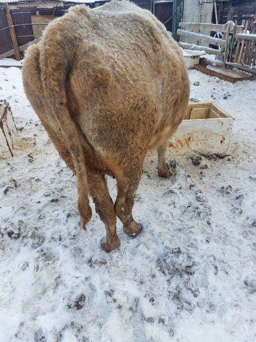 Крс сельхоз животное