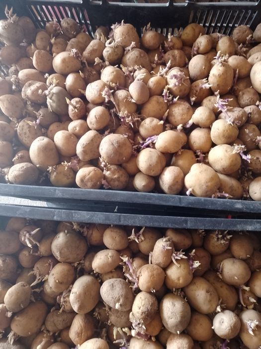 Cartofi de sămânța , soiul Riviera. Elită.