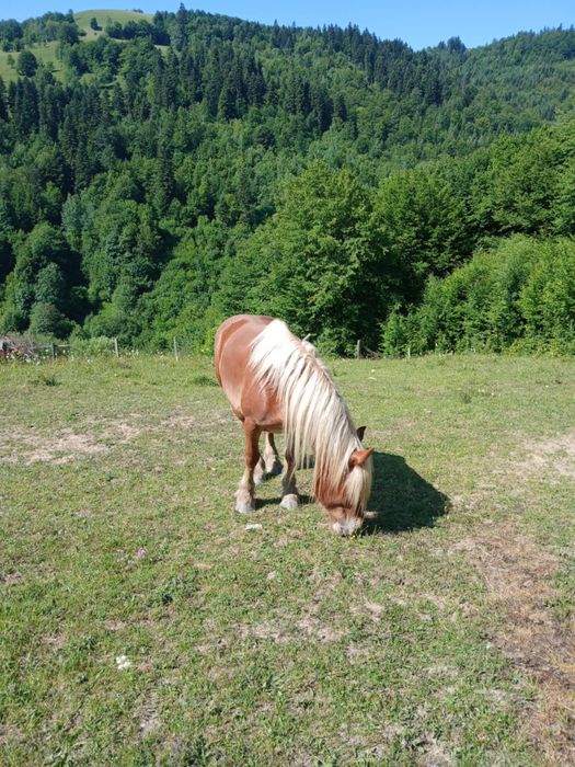 Iepe de vânzare 4 și 5 ani