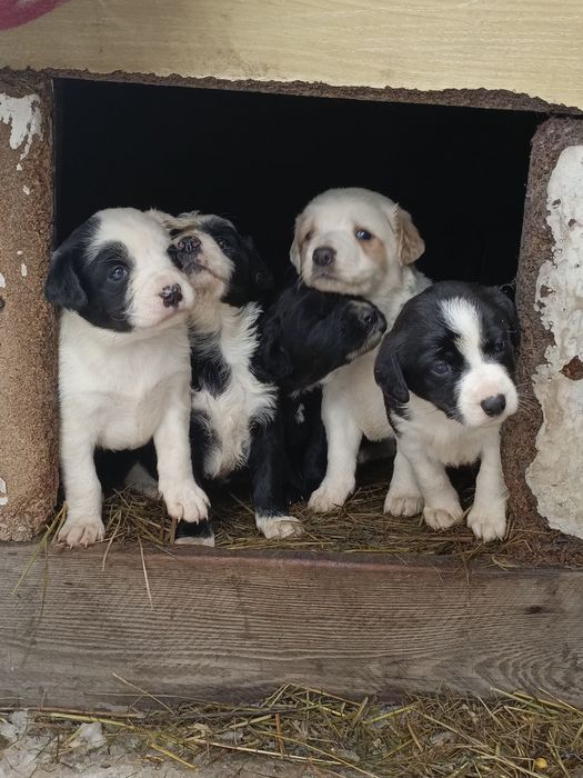Щенки бесплатно!!! Срочно!