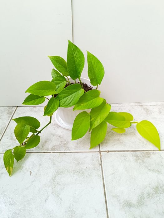 Китайска роза, Пасифлора и други Стайни и балконски цветя