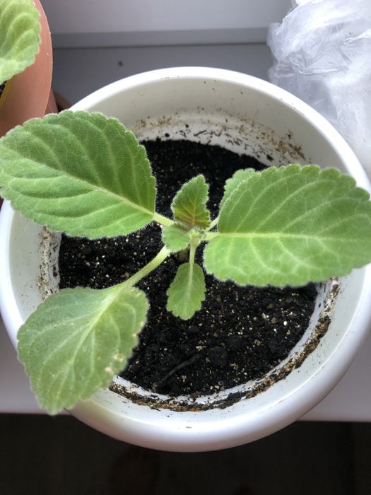 Цветок Глоксиния