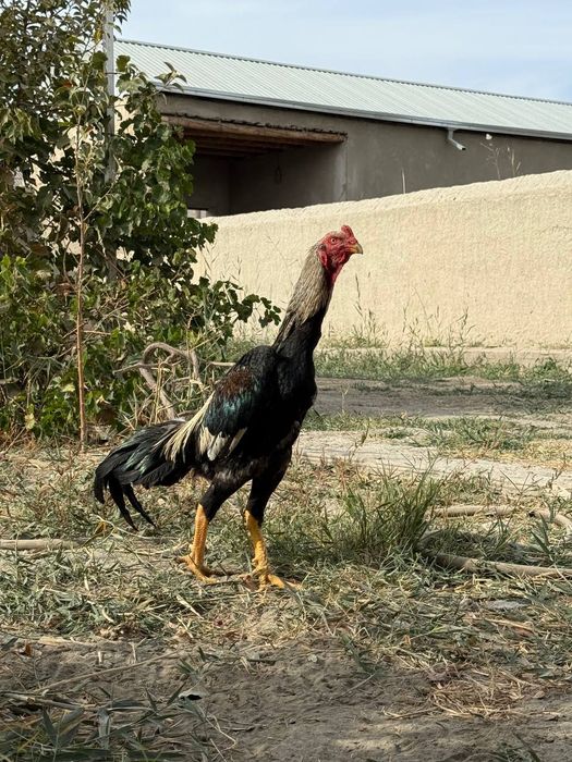 Jinsiy aloqada bolgan gemorroy