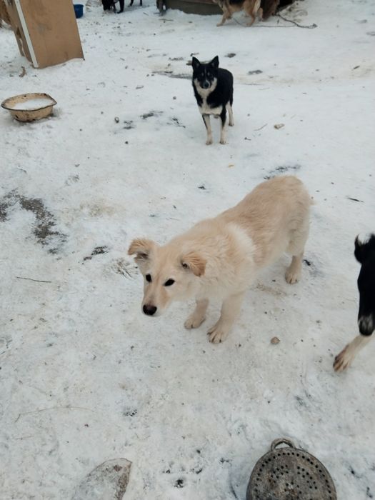 Ищем дом для собак