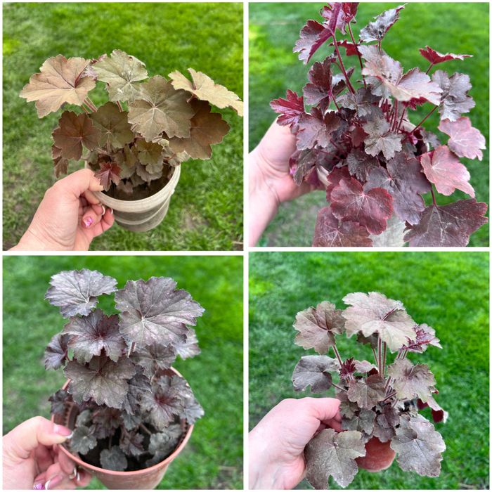 Хосты гейхеры в продаже