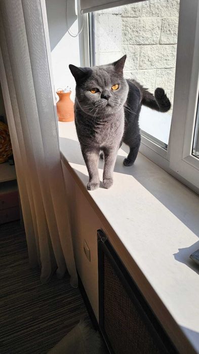 Котик в добрые руки британец