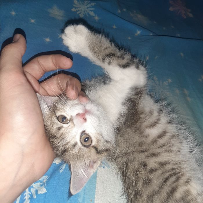 Котёнок в добрые руки