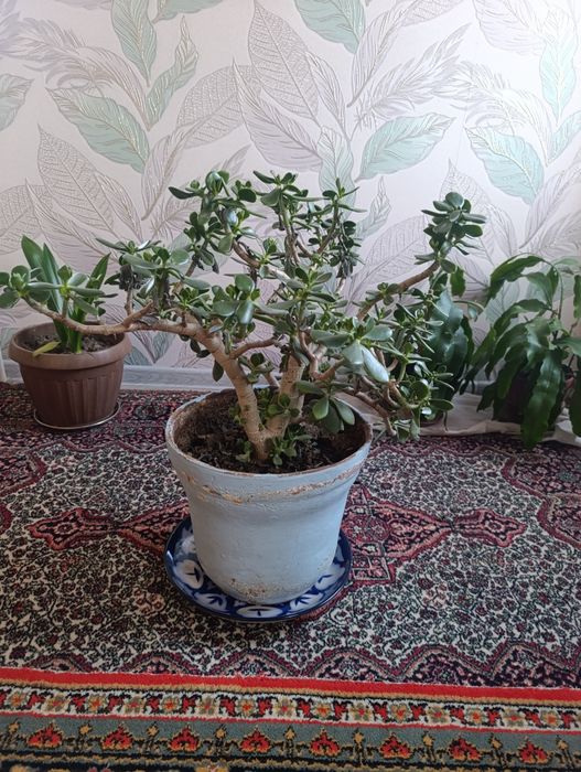 Домашняя цветок доллар