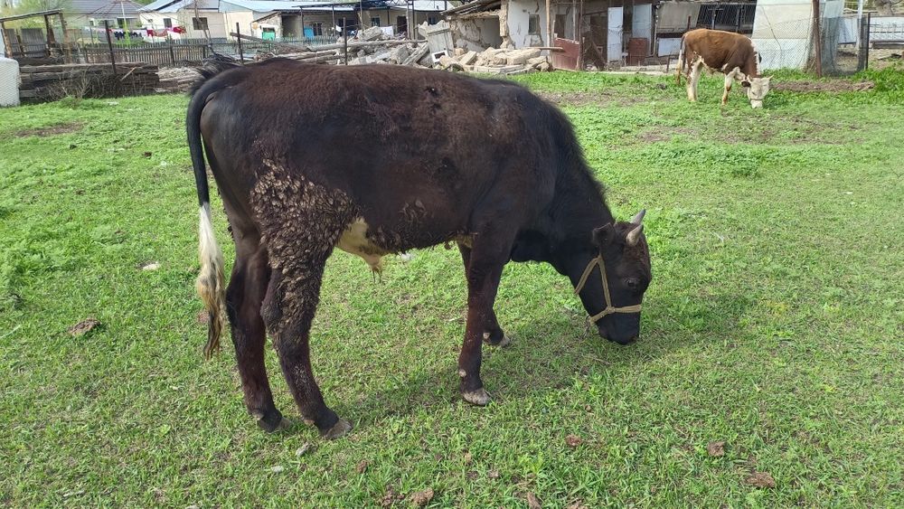 Екі өгізше сатылады.