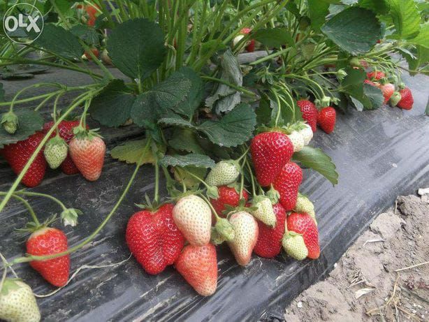 Comercializam stoloni capsuni , soiuri remontante Albion , Elsanta