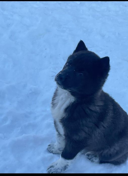 Щенки западно европейской лайки