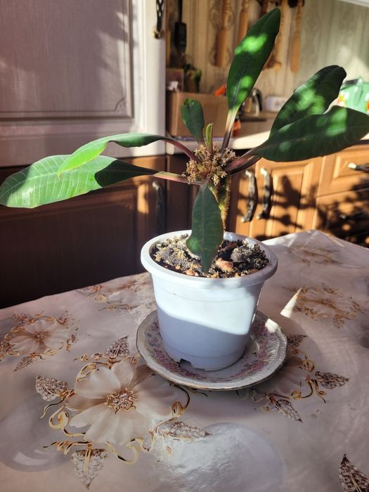 Цветы комнатные продам