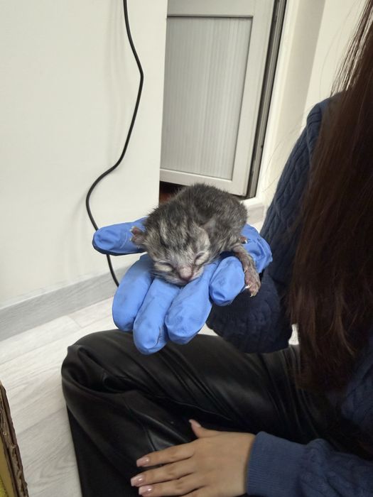 Котята Scottish Fold & Scottish Straight | Бронь