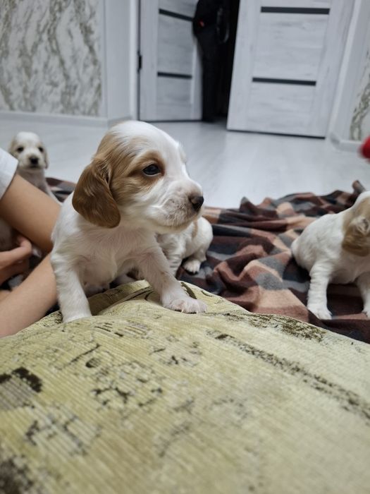 Продаются чистокровные  щенки спаниеля