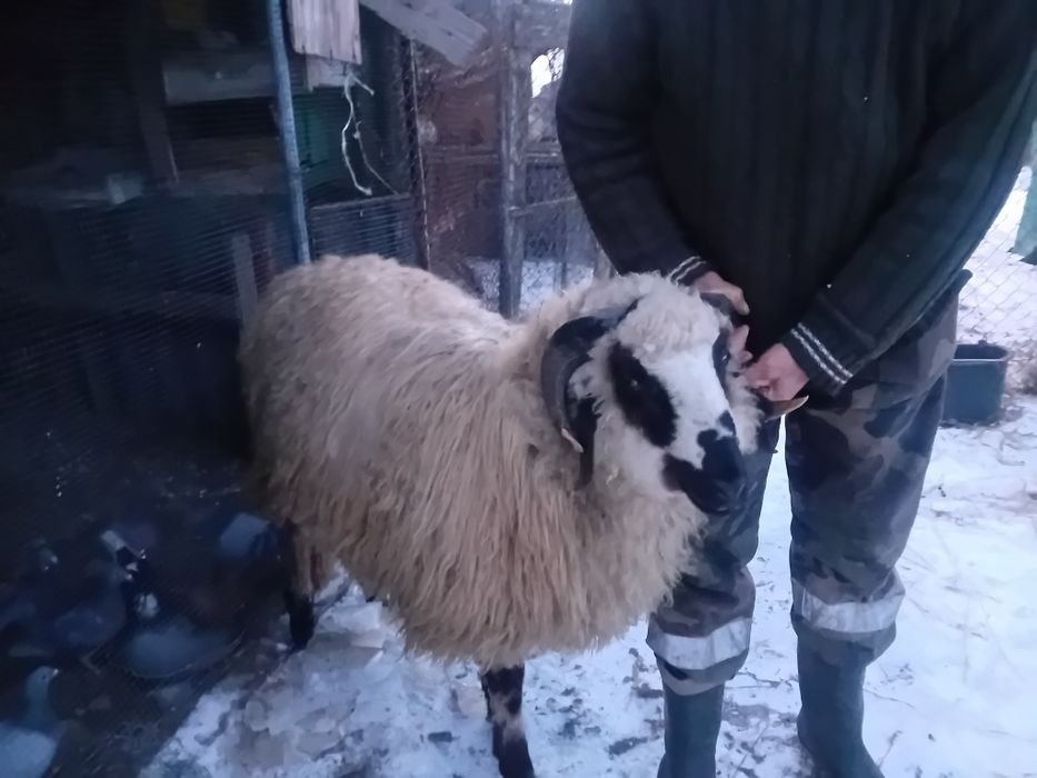 Vând berbec brez.10luni