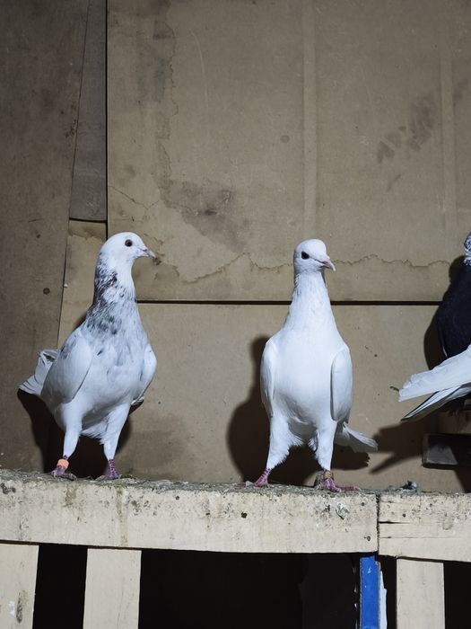 Шыракахвост голуб