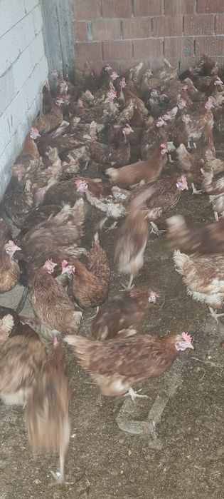 Găini 11 luni - Penaj deosebit - 20 lei/bucata