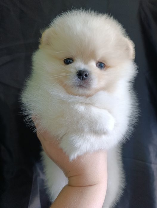 Щенки шпица мини