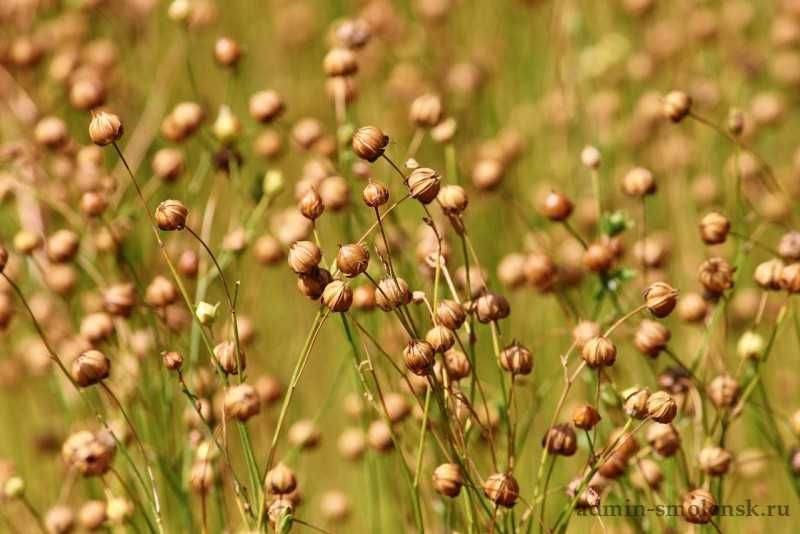 Лен - 500$ за тонну.