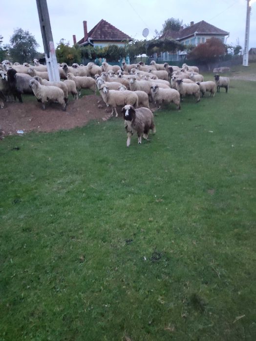 Vând 250 de oi țurcane