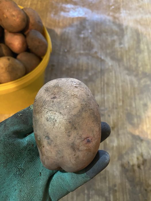 Картофель дачный